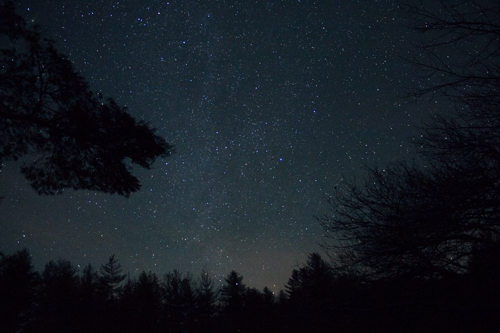 Stars in the forest